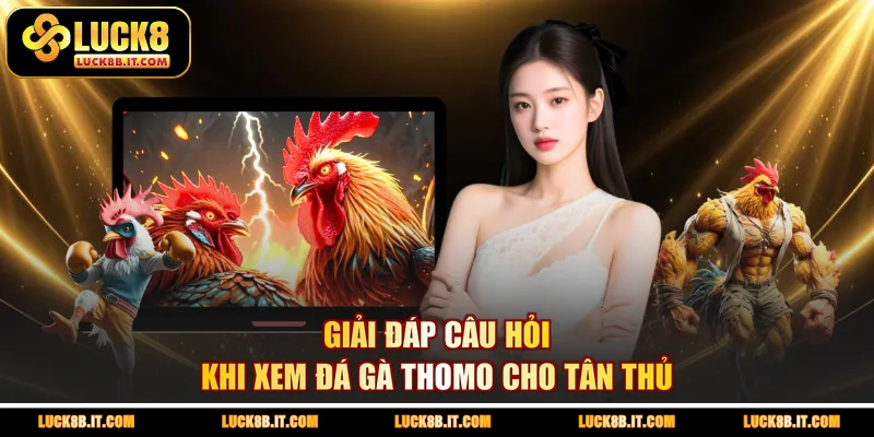 Giải đáp câu hỏi khi xem đá gà Thomo cho tân thủGiải đáp câu hỏi khi xem đá gà Thomo cho tân thủ